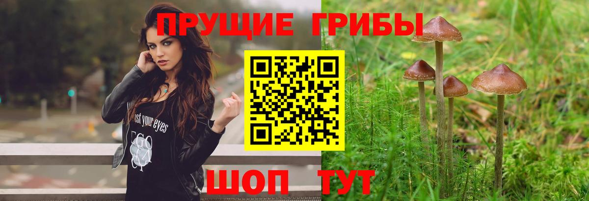 Новошахтинск  где продают наркотики  Вход с VPN  Псилоцибиновые грибы Cubensis 